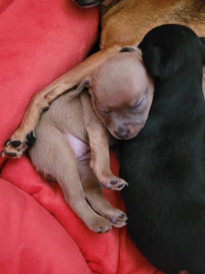 Les chiots de Russkiy Toy (Petit Chien Russe)