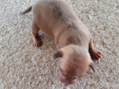 Les chiots de Russkiy Toy (Petit Chien Russe)