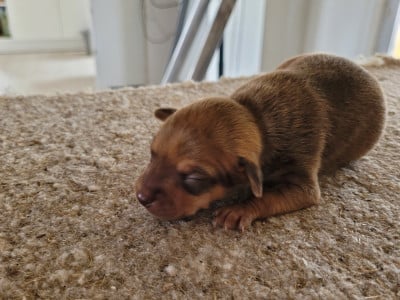 Les chiots de Russkiy Toy (Petit Chien Russe)