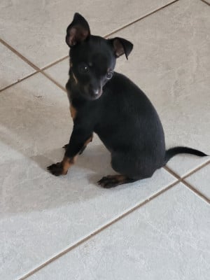 Les chiots de Russkiy Toy (Petit Chien Russe)