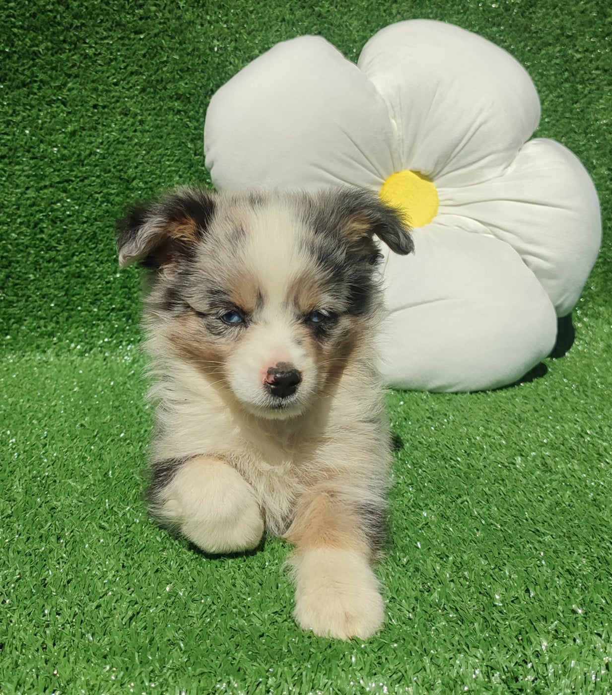 Chiot N°1 - Berger Américain Miniature 