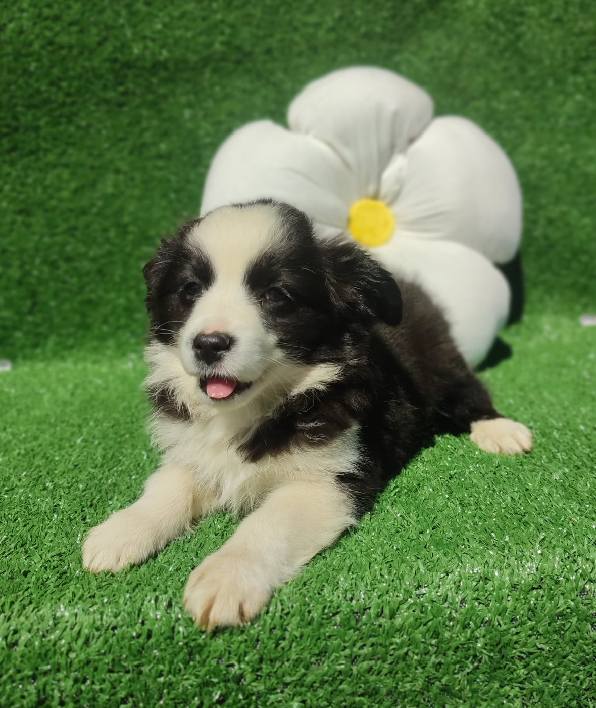 Chiot N°4 - Berger Américain Miniature 