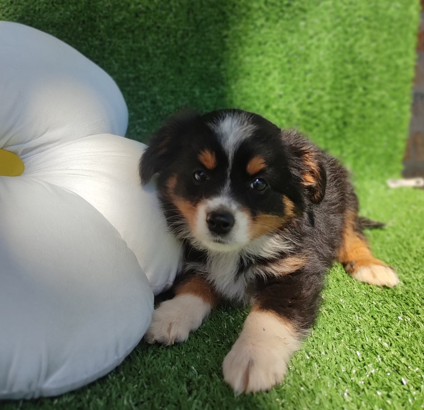 Chiot N°6 - Berger Américain Miniature 