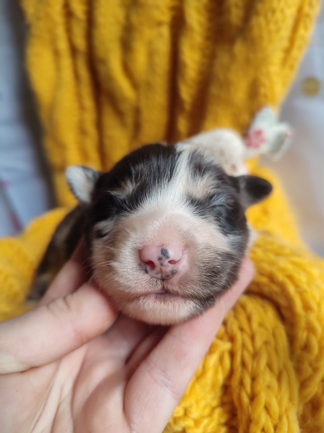 Baron - Berger Américain Miniature 