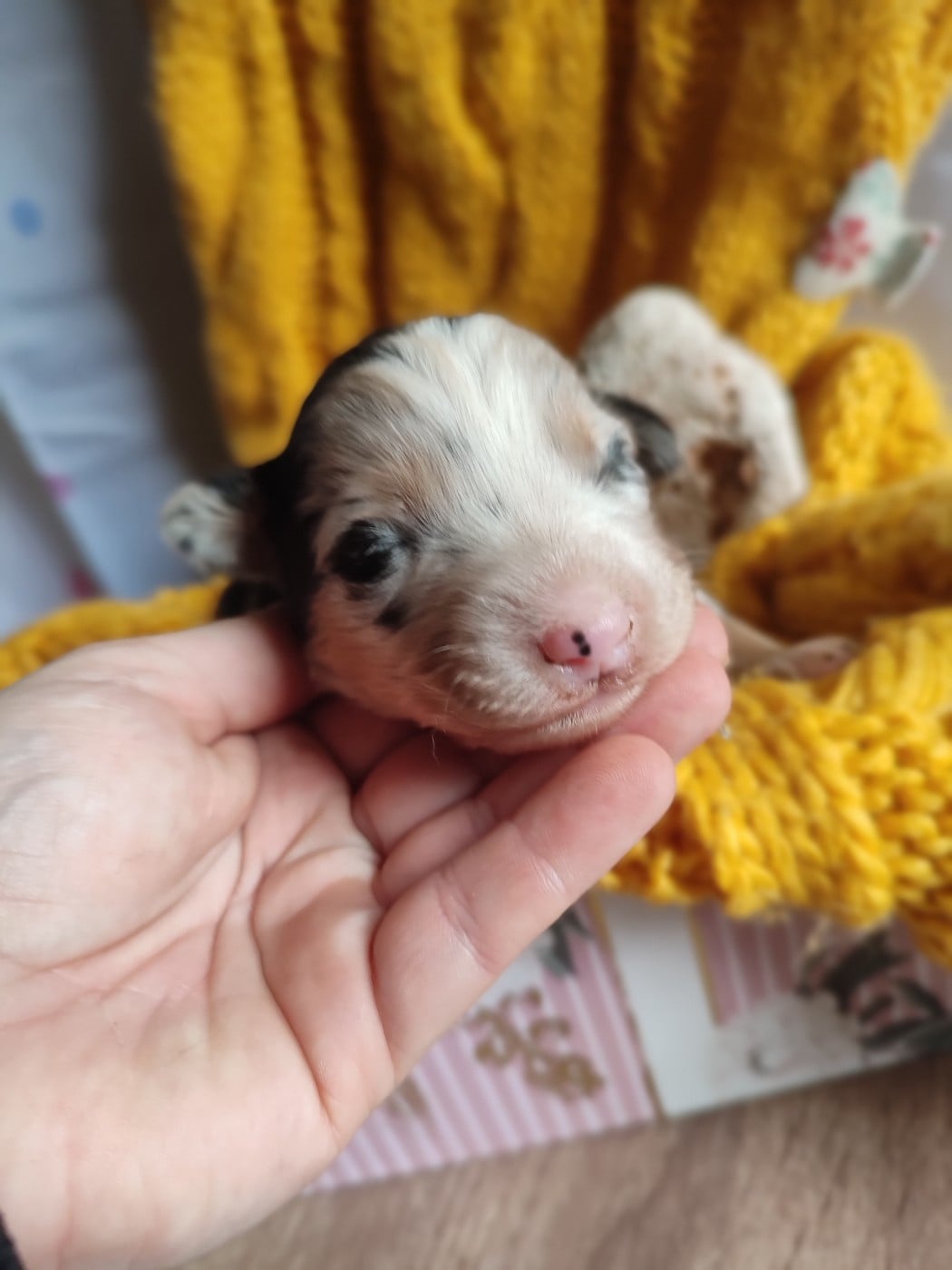 Bailey - Berger Américain Miniature 