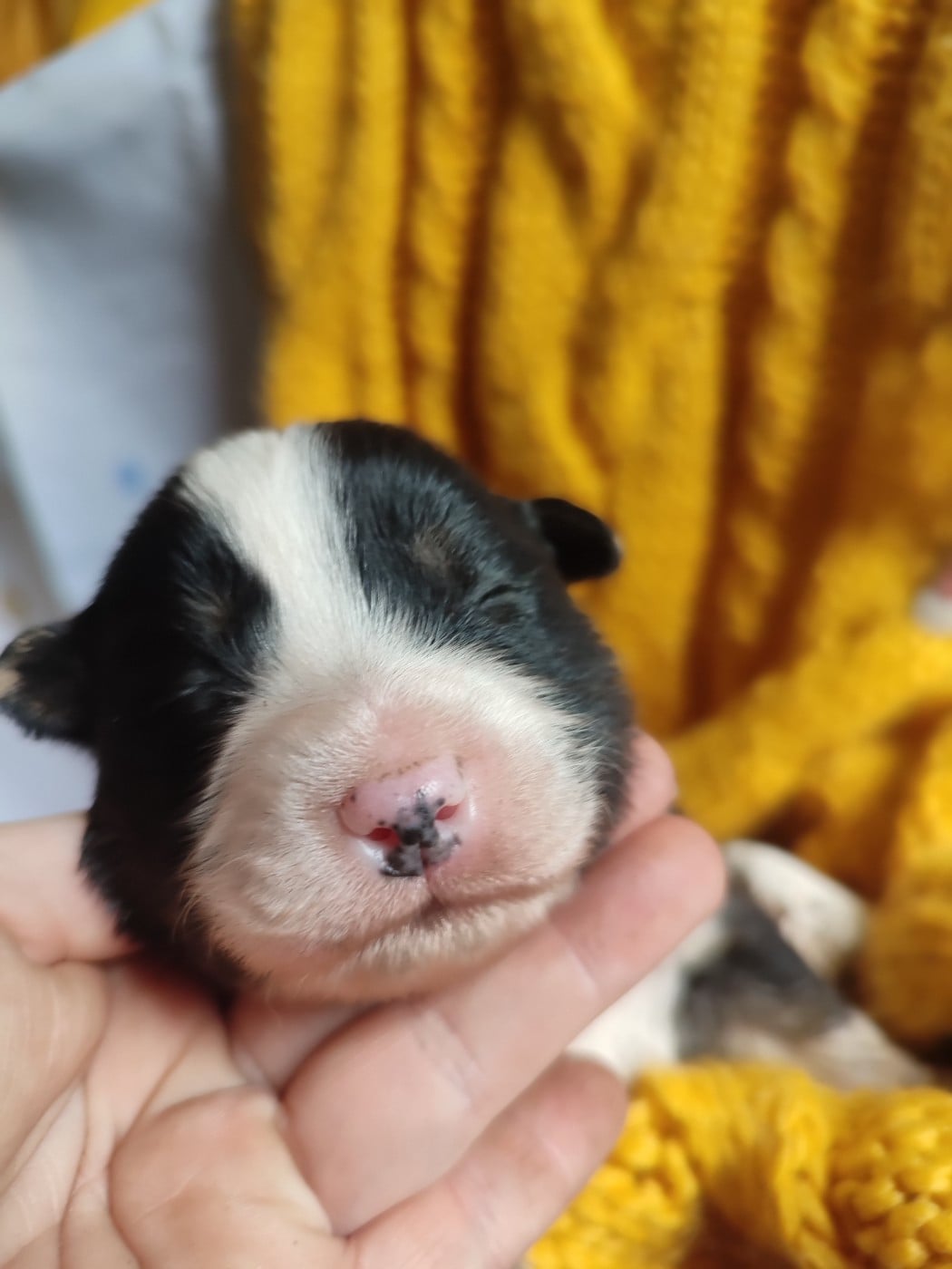 Baloo - Berger Américain Miniature 