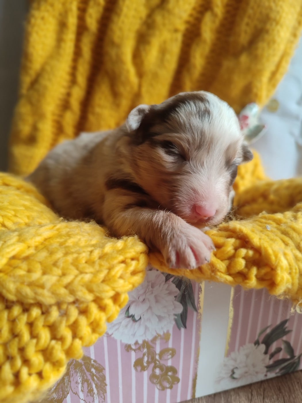 Bimbo - Berger Américain Miniature 