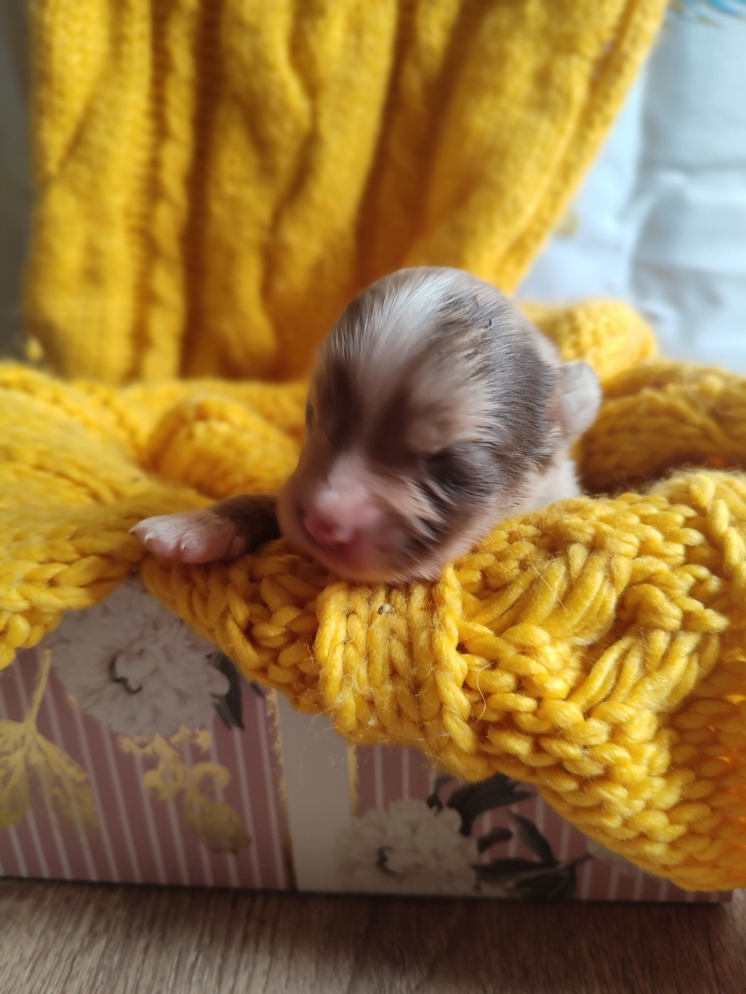 Bad boy - Berger Américain Miniature 