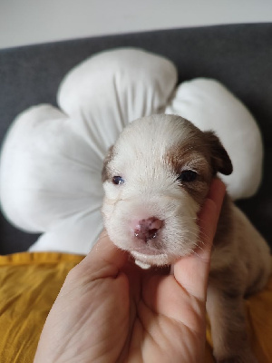 Les chiots de Berger Américain Miniature 