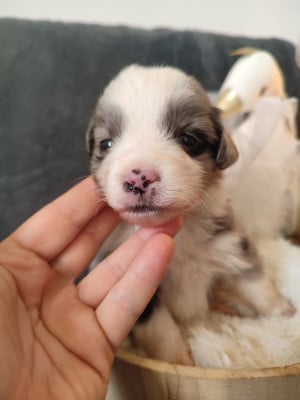 Les chiots de Berger Américain Miniature