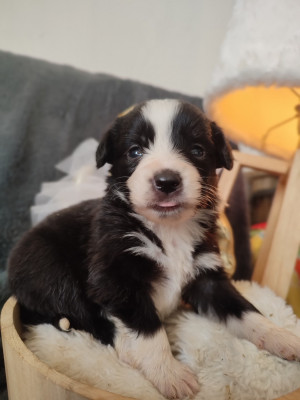 Les chiots de Berger Américain Miniature