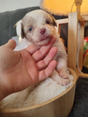Les chiots de Berger Américain Miniature 