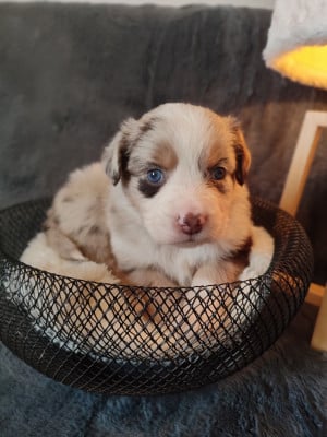 Les chiots de Berger Américain Miniature