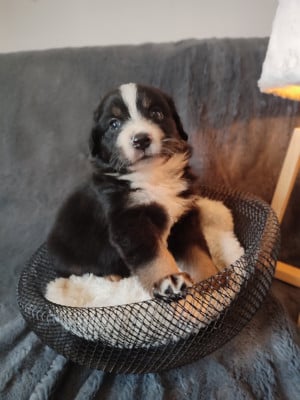 Les chiots de Berger Américain Miniature