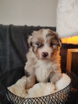 Les chiots de Berger Américain Miniature