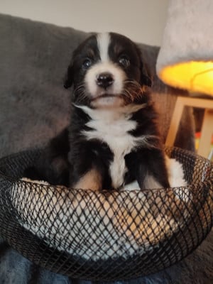 Les chiots de Berger Américain Miniature