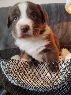 Les chiots de Berger Américain Miniature