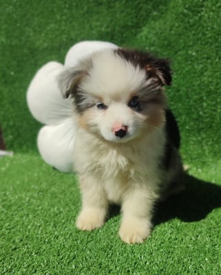 Chiot N°2 - Berger Américain Miniature 