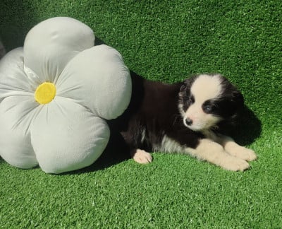 Chiot N°5 - Berger Américain Miniature 