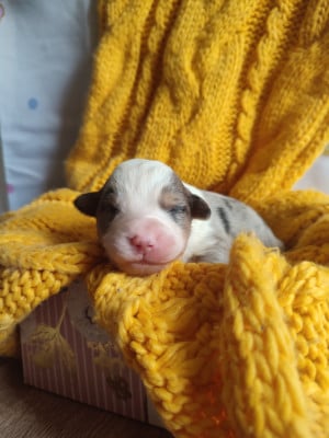 Les chiots de Berger Américain Miniature 