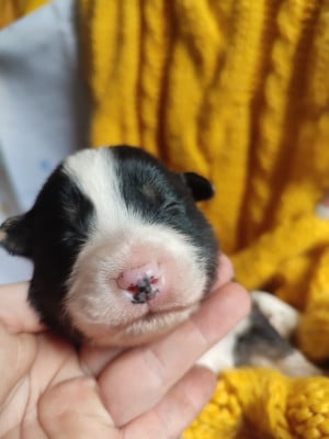 Baloo - Berger Américain Miniature 