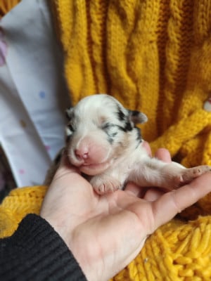 Bad girl - Berger Américain Miniature 