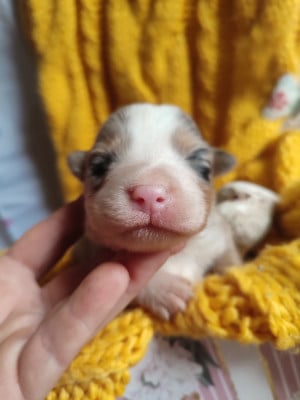 Bloom - Berger Américain Miniature 