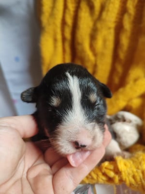 Bonbon - Berger Américain Miniature 