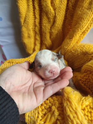 Les chiots de Berger Américain Miniature 