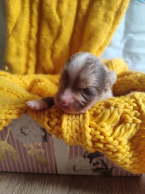 Les chiots de Berger Américain Miniature 