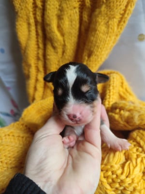 Les chiots de Berger Américain Miniature 