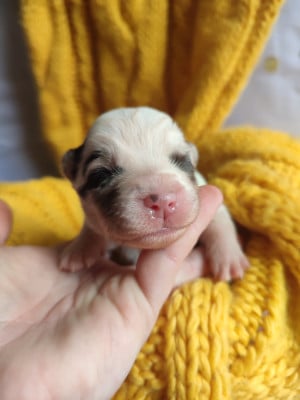 Les chiots de Berger Américain Miniature 