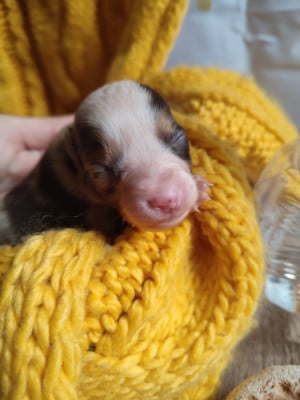 Les chiots de Berger Américain Miniature 