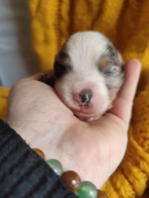 Les chiots de Berger Américain Miniature 