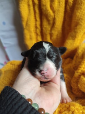 Les chiots de Berger Américain Miniature 