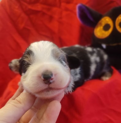 Les chiots de Berger Américain Miniature 