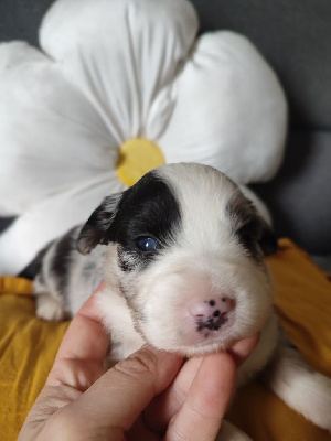 Les chiots de Berger Américain Miniature 