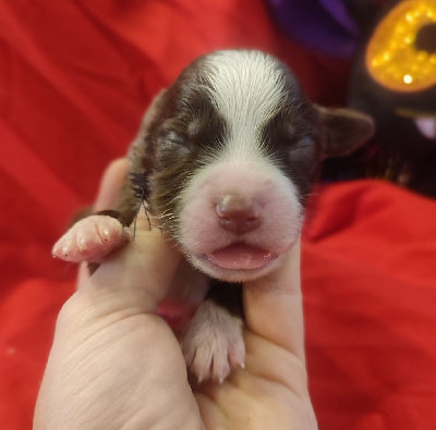 Les chiots de Berger Américain Miniature 