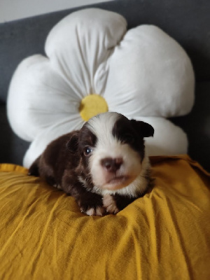 Les chiots de Berger Américain Miniature 