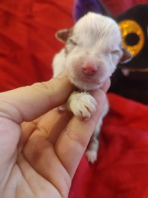Les chiots de Berger Américain Miniature 