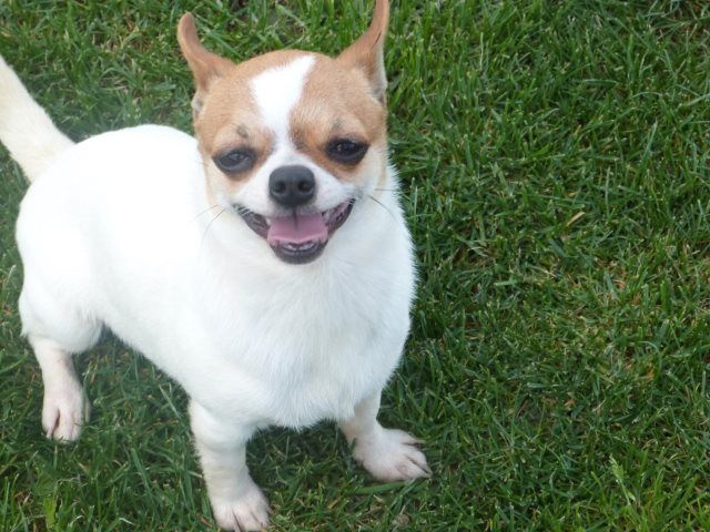 Publication : des Mille et une Patte Auteur : hameau de selcra