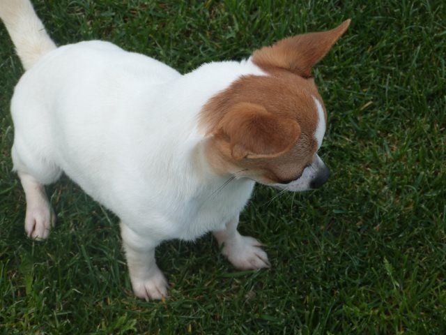 Publication : des Mille et une Patte Auteur : hameau de selcra