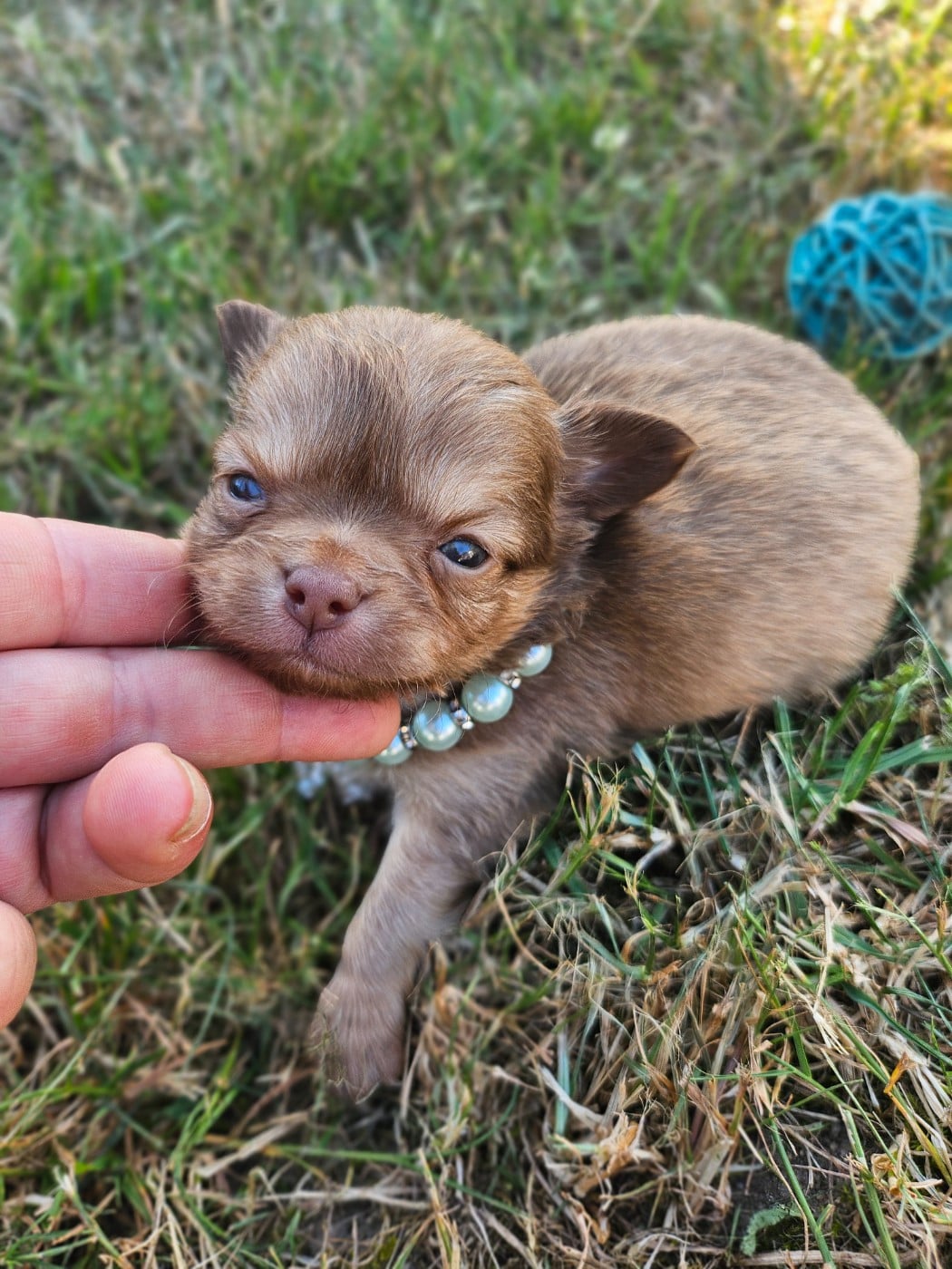 Chiot N°2 - Chihuahua