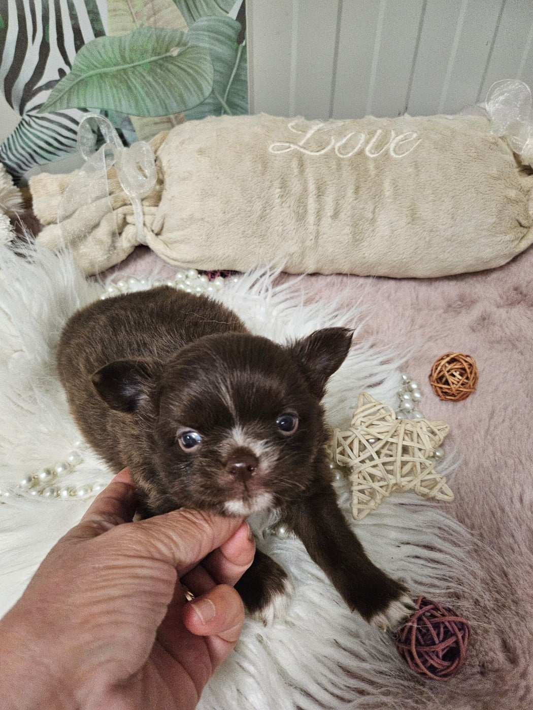 Chihuahua - Du Hameau De Selcra