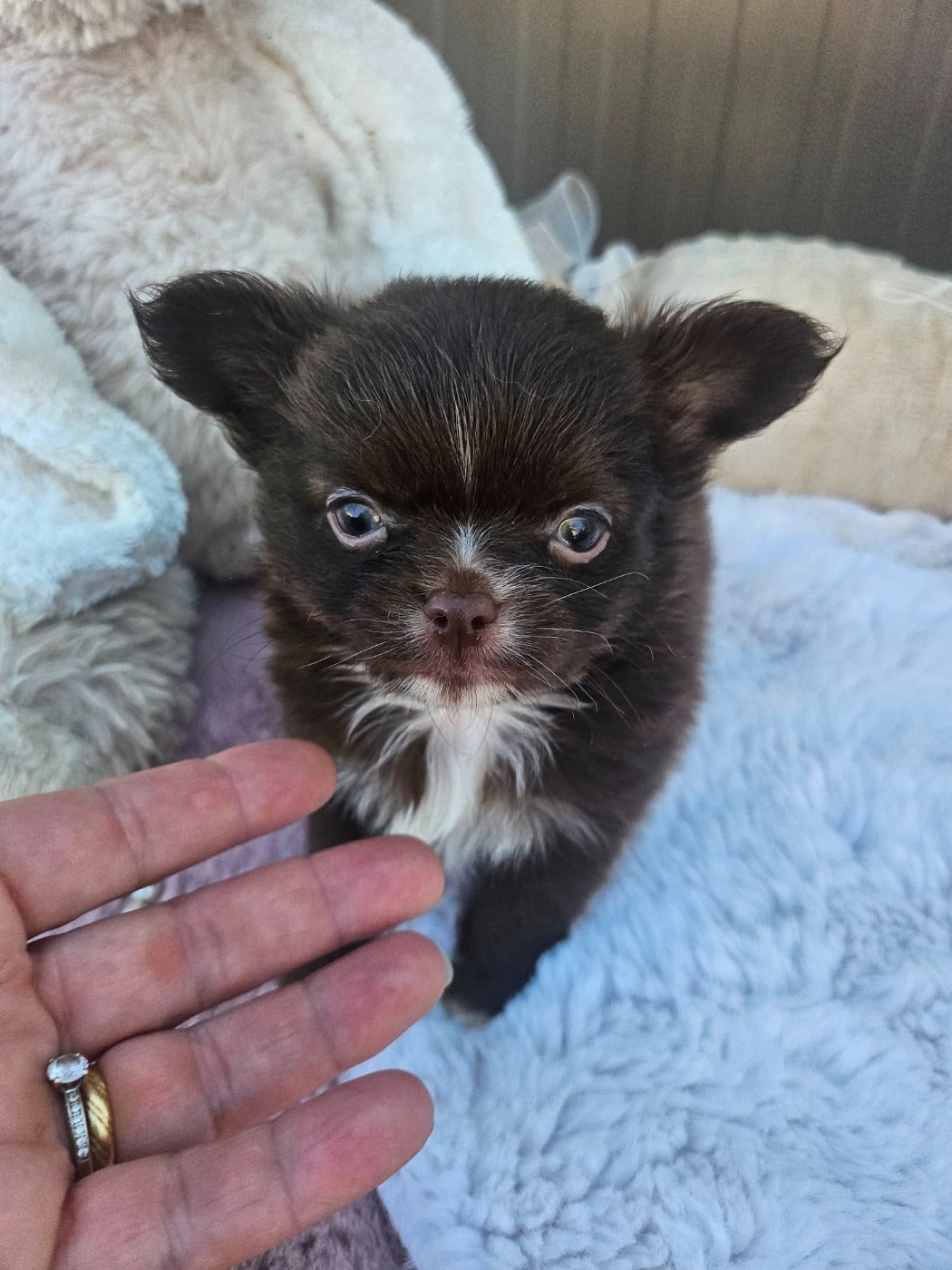 Chihuahua - Du Hameau De Selcra