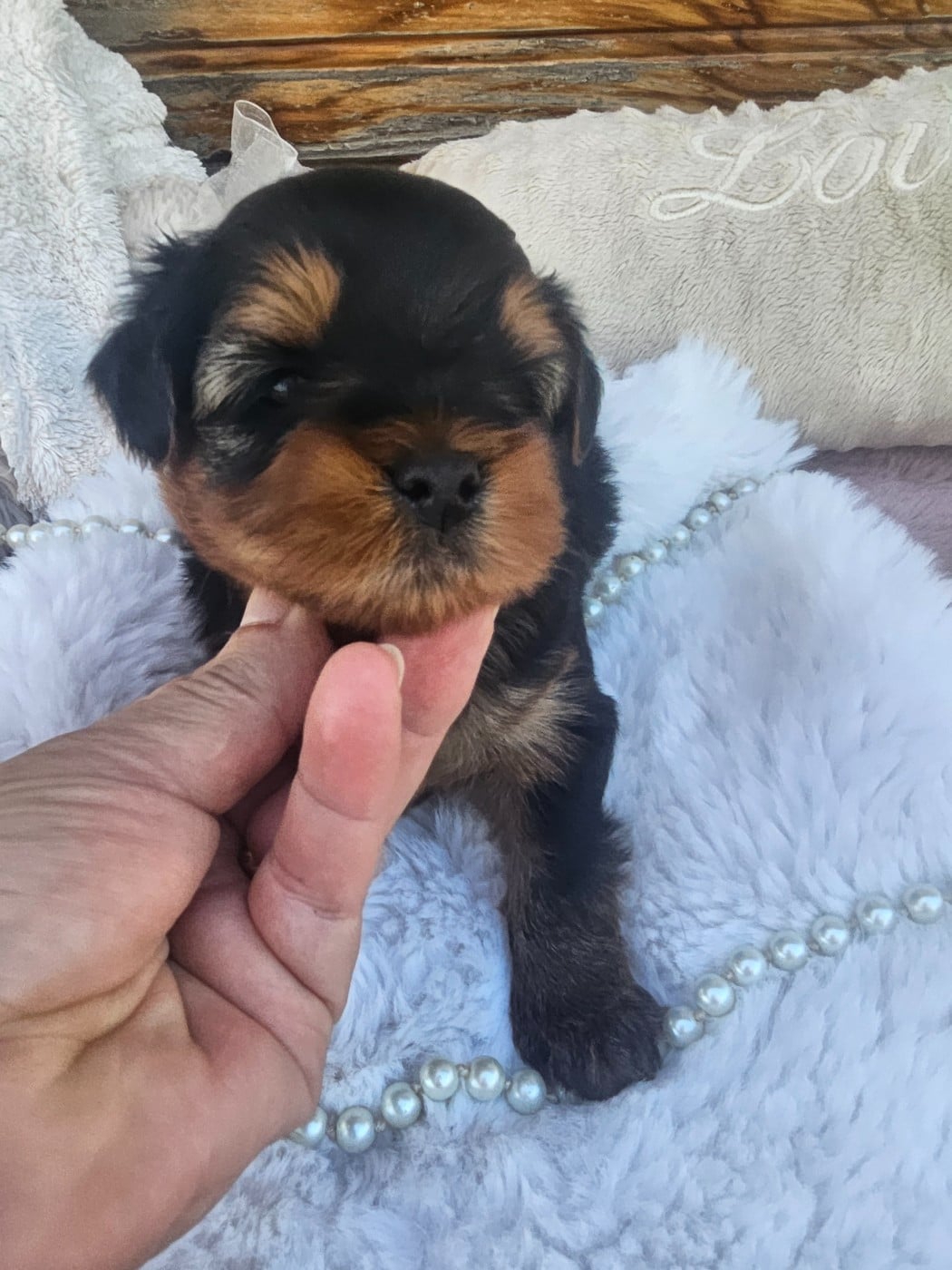 Yorkshire Terrier - Du Hameau De Selcra