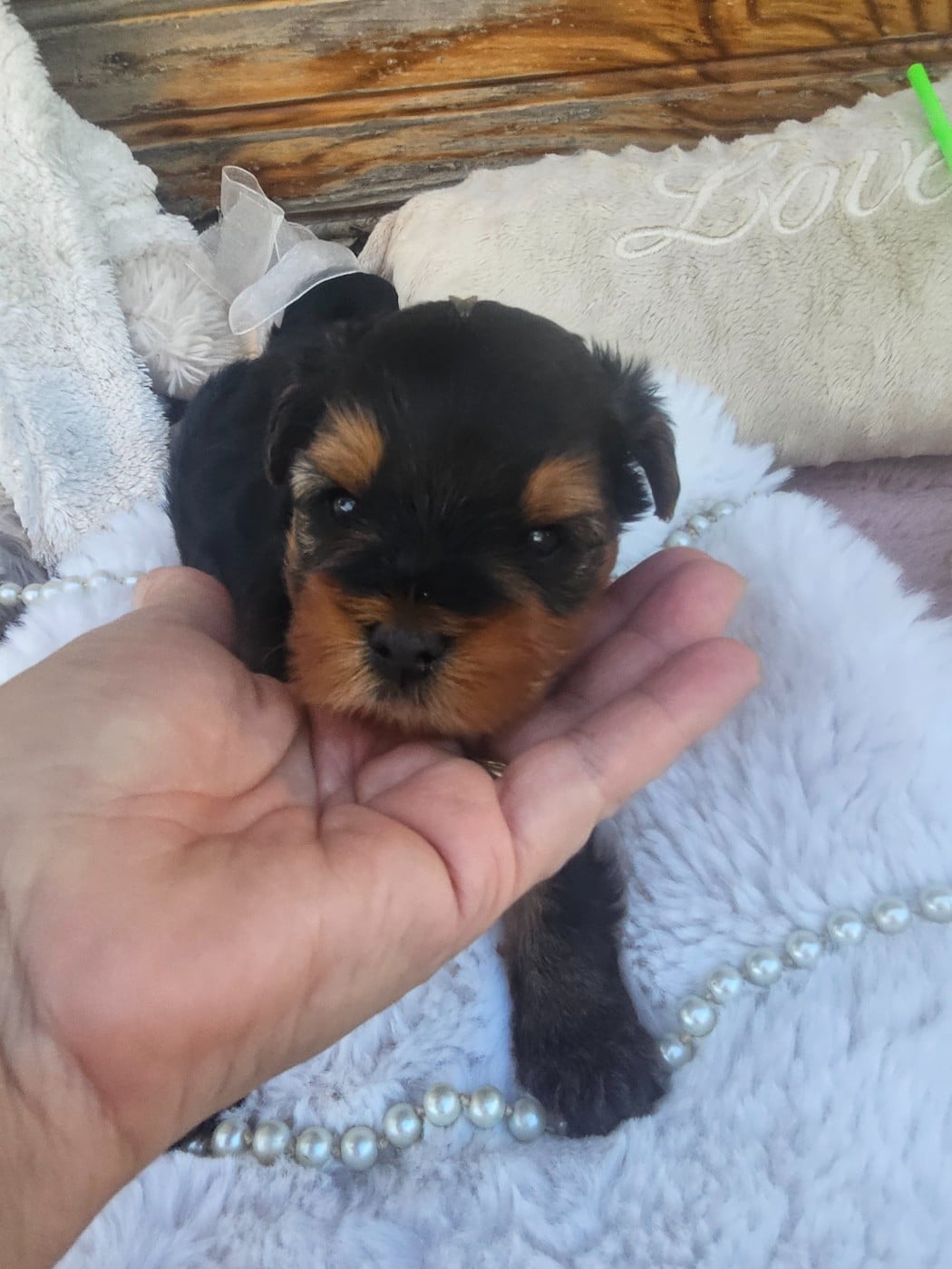 Chiot N°1