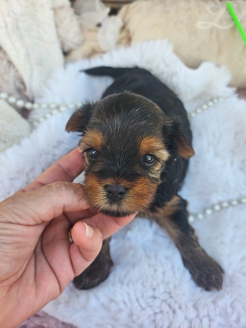 Chiot N°2
