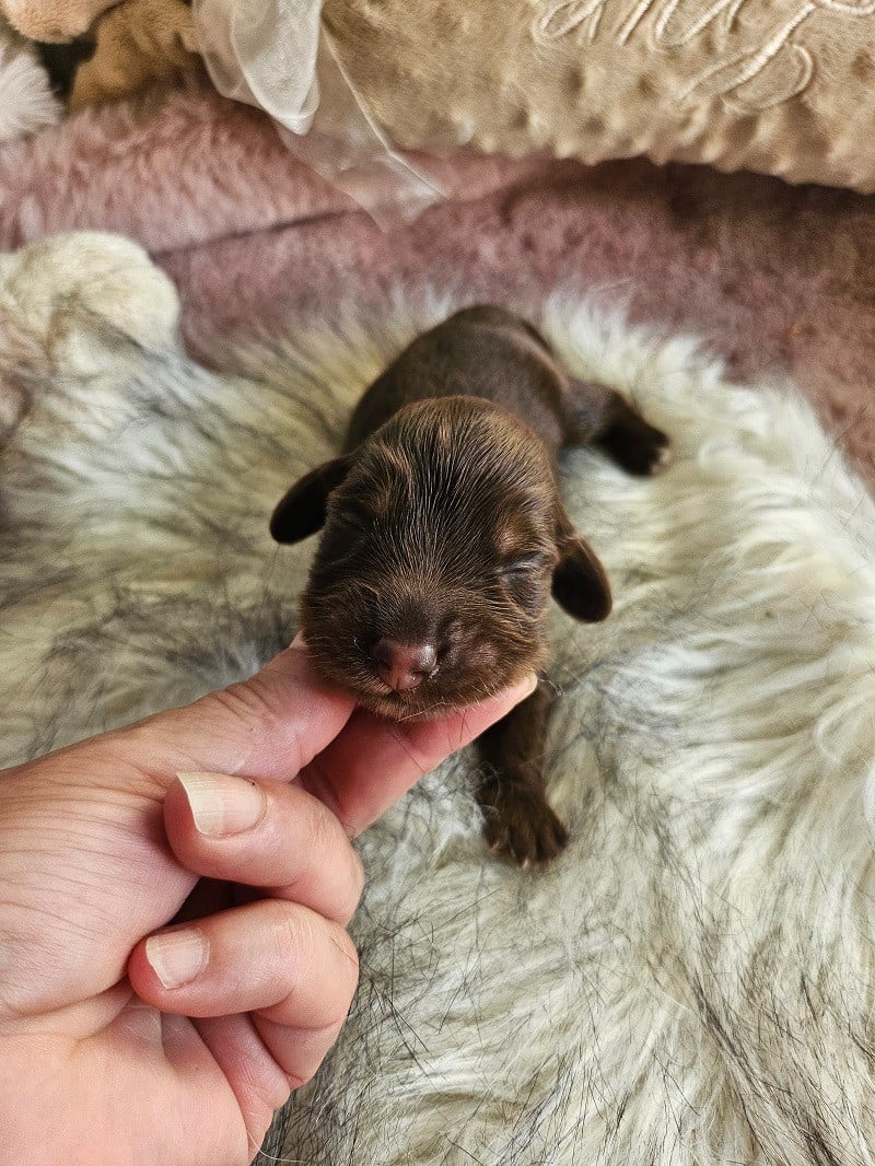 Chiot N°1 - Teckel poil long