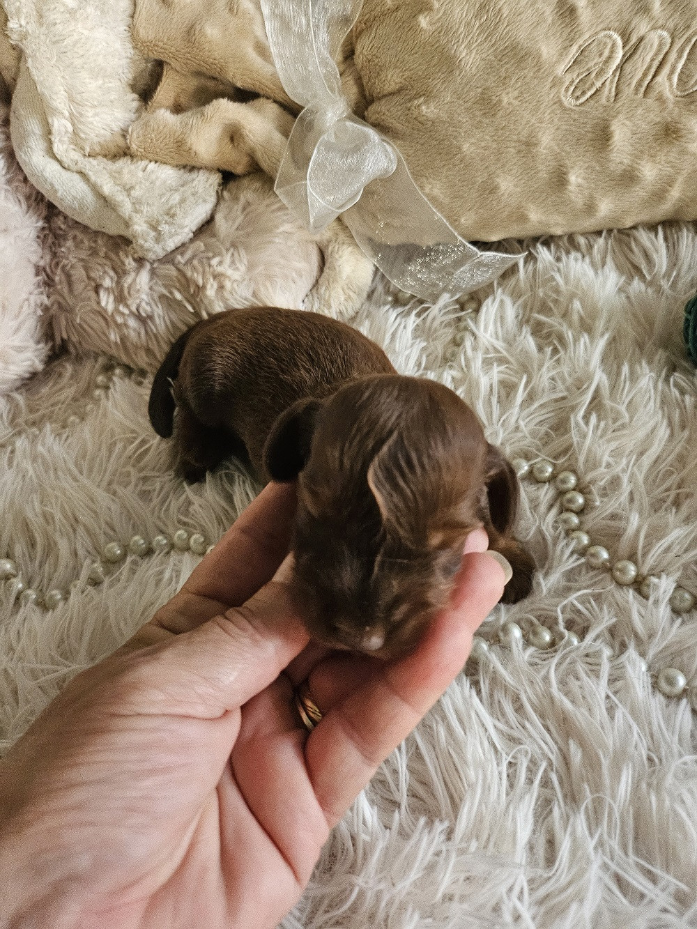 Chiot N°1 - Teckel poil long
